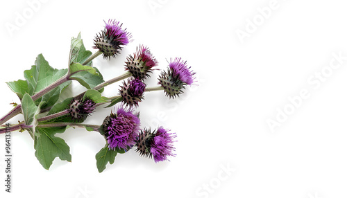 Burdock flower isolated on white background. Medicinal plant: Arctium