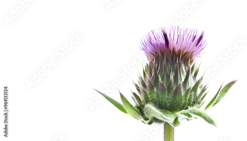 Burdock flower isolated on white background. Medicinal plant: Arctium