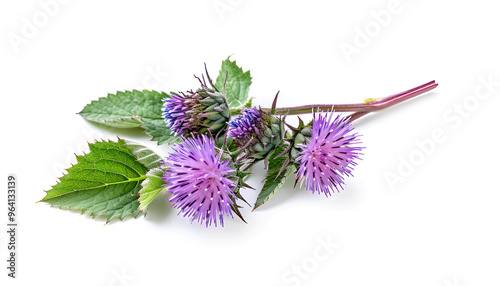 Burdock flower isolated on white background. Medicinal plant: Arctium