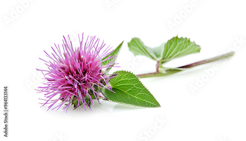 Burdock flower isolated on white background. Medicinal plant: Arctium