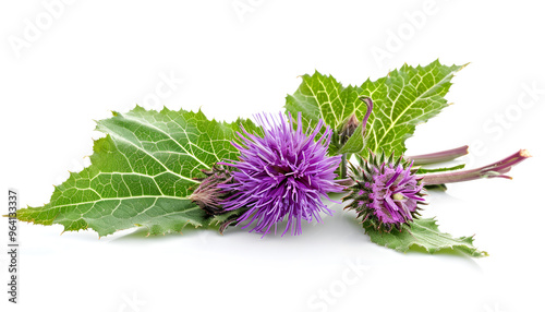 Burdock flower isolated on white background. Medicinal plant: Arctium