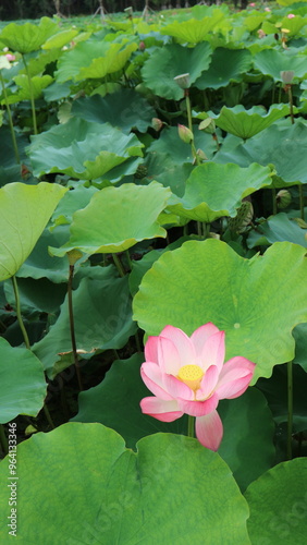 Obraz na płótnie lotus, flower, summer, korea, pond, green, lotusflower, blossom, lotusblossom w salonie
