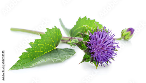 Burdock flower isolated on white background. Medicinal plant: Arctium