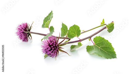 Burdock flower isolated on white background. Medicinal plant: Arctium