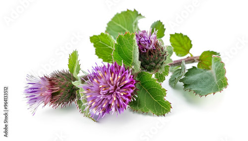 Burdock flower isolated on white background. Medicinal plant: Arctium