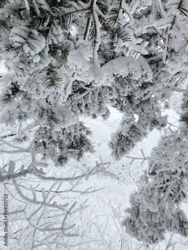 Winter in Sobaeksan National Park,South Korea. Frost completely covers the trees. The trees are buried in snow. Winter Mountain Hiking. Snow Flower. everything is frozen and covered with snow growths.