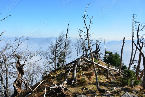 弥山の立ち枯れの木と雲海と山々