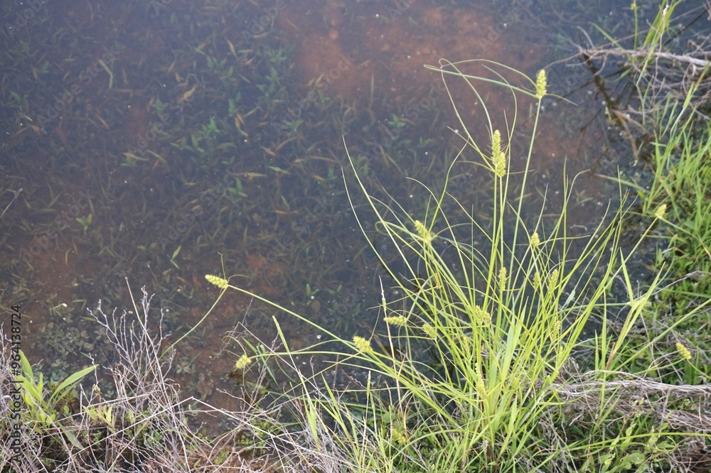 plants in Muddy green lake water. Background of muddy water with lake algae close-up. plants in Muddy green lake water. Background of muddy water with lake algae close-up.