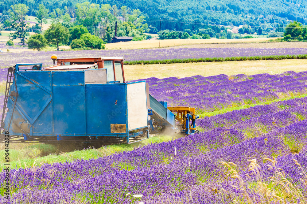 Tractor working on lavender field. Harvest time Tractor working on lavender field. Harvest time