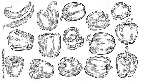 Various types of peppers hand drawn set