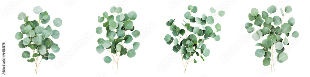 set of A Isolated greenery, eucalyptus tree branch with many round on a transparent background