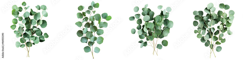 set of A Isolated greenery, eucalyptus tree branch with many round on a transparent background set of A Isolated greenery, eucalyptus tree branch with many round on a transparent background
