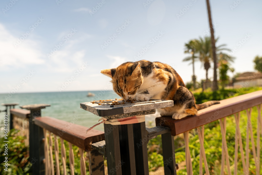 Calico Cat Eating on Seaside Fence in Sunlit Garden against ocean view