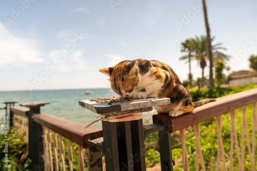 Obraz na płótnie Calico Cat Eating on Seaside Fence in Sunlit Garden against ocean view w salonie