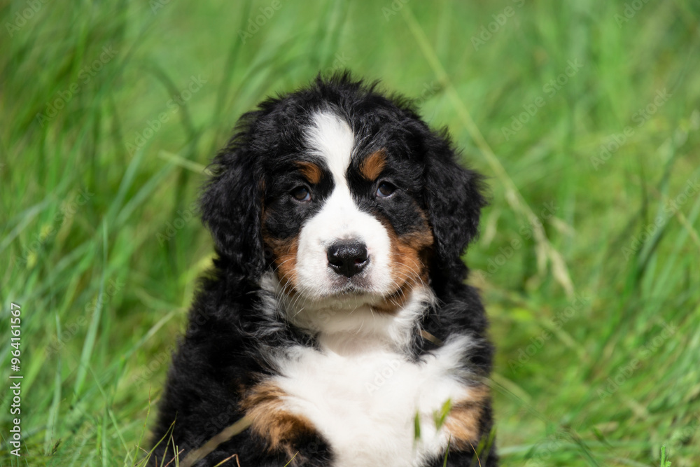 tricolor bernese mountain dog australian shepherd puppy sitting in the grass. white-brown-black puppy with wavy hair in the grass in the yard tricolor bernese mountain dog australian shepherd puppy sitting in the grass. white-brown-black puppy with wavy hair in the grass in the yard