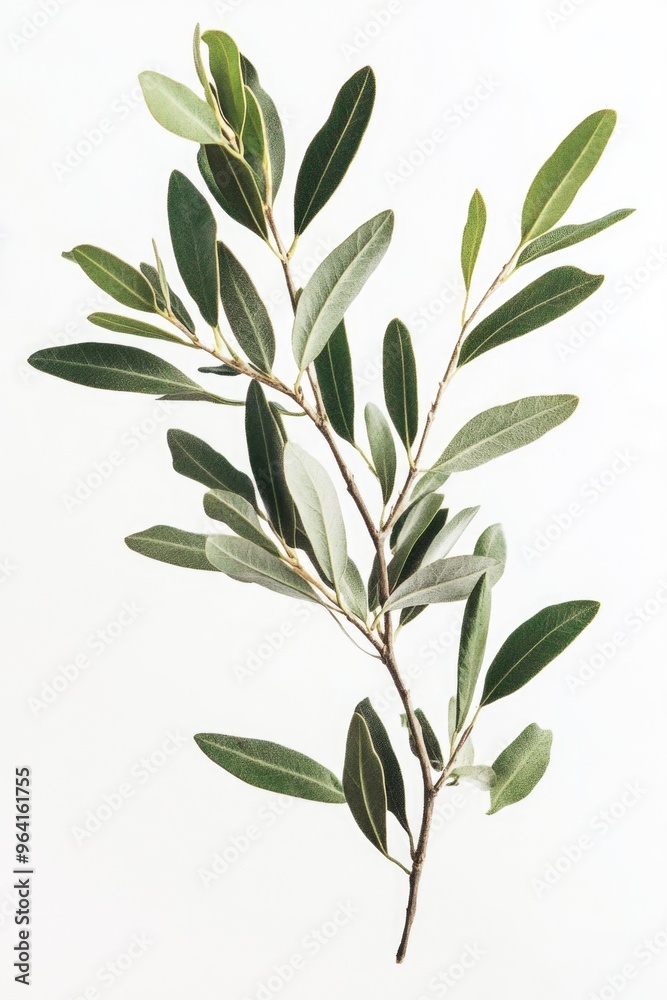 A leafy green olive tree branch is shown in a white background. The branch is long and slender, with many leaves on it. Concept of calm and tranquility A leafy green olive tree branch is shown in a white background. The branch is long and slender, with many leaves on it. Concept of calm and tranquility