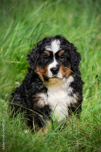 tricolor bernese mountain dog australian shepherd puppy sitting in the grass. white-brown-black puppy with wavy hair in the grass in the yard