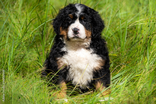 tricolor bernese mountain dog australian shepherd puppy sitting in the grass. white-brown-black puppy with wavy hair in the grass in the yard