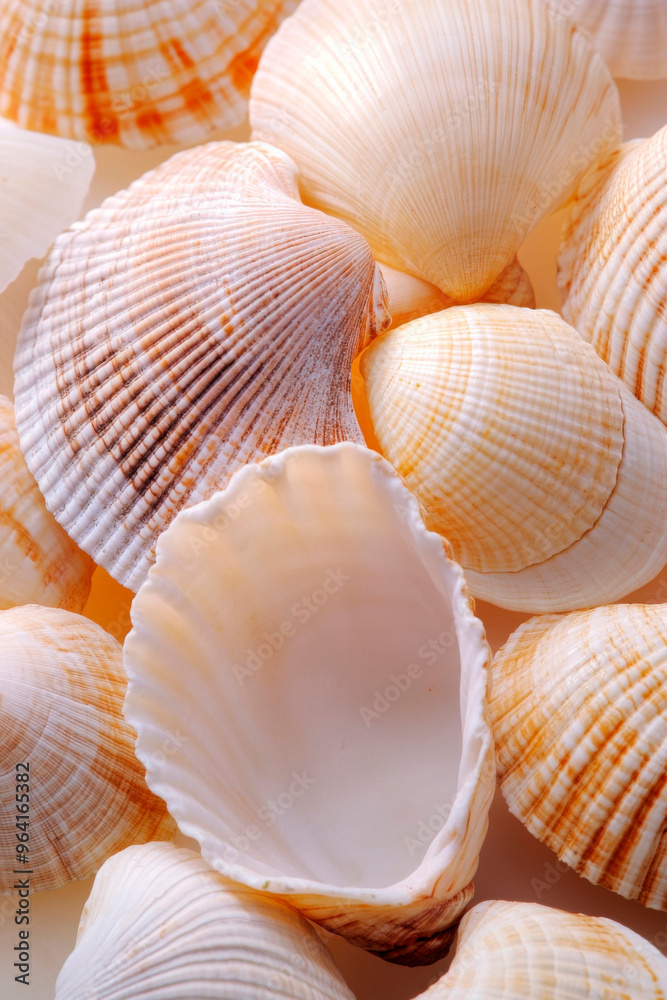 Muscheln in sanften Farben