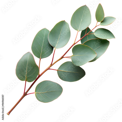 Fresh eucalyptus sprig cut out. isolated on transparent background. Copy space.
