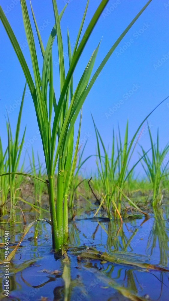 Fototapeta premium Rice tree