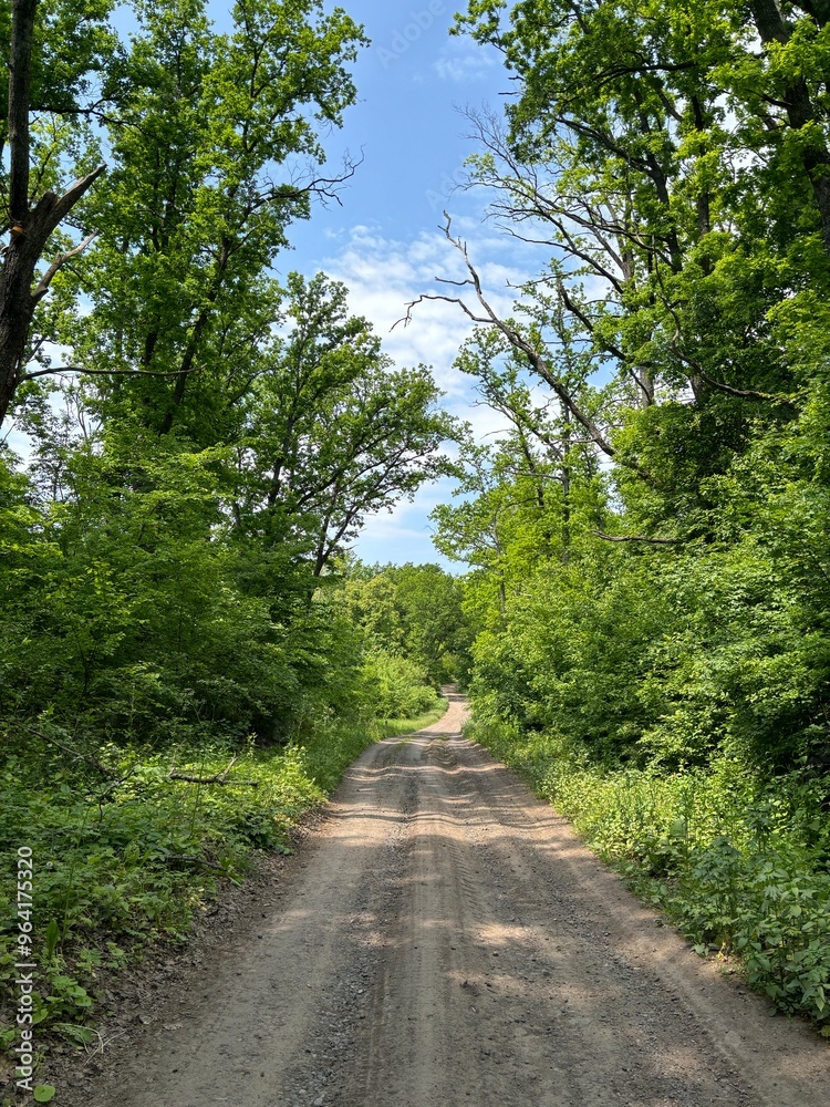 Fototapeta premium road in the forest