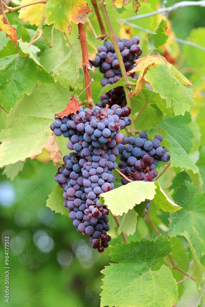Grapes ripening on branches in the garden on a blurred background
Grapes ripening on branches in the garden on a blurred background