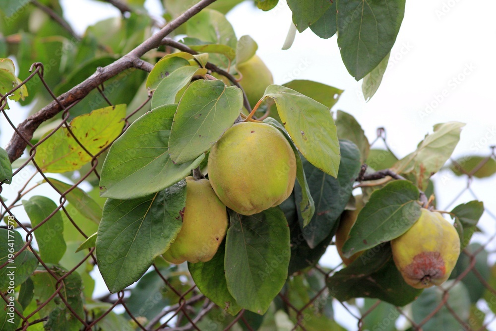 Quince fruit ripening on a branch in the garden on a blurred background
Quince fruit ripening on a branch in the garden on a blurred background
