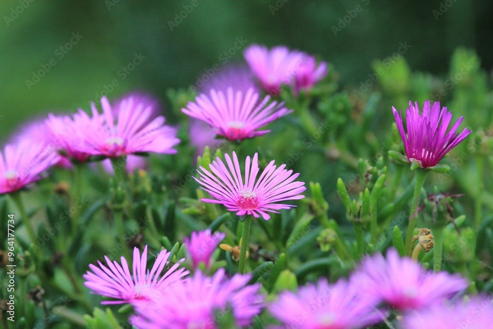 Obraz premium Pink Lampranthus flowers in the garden on a blurred background 