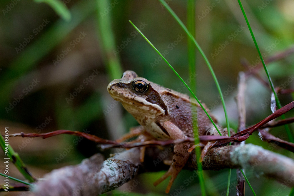 A frog sits on a branch in a summer forest. taken in close-up in a natural environment