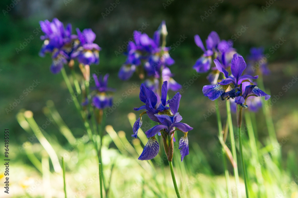 blue irises, flowers on a blurred background blue irises, flowers on a blurred background