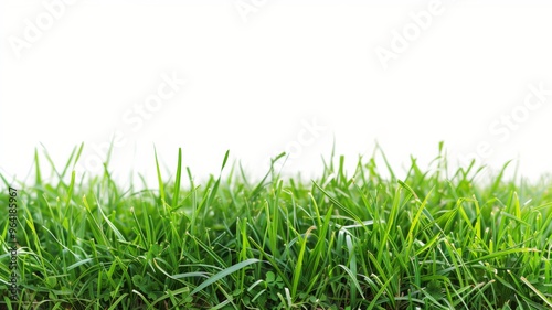 Healthy green grass on a plain white background