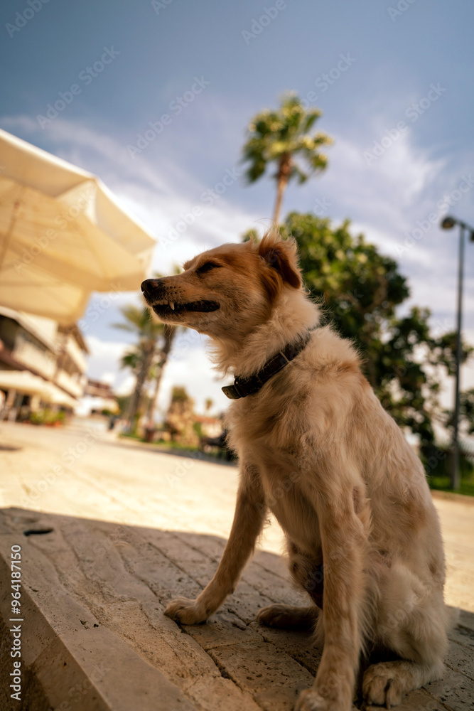 Relaxed kokoni Dog Sitting Outdoors on a Sunny Day