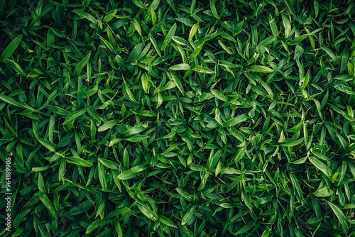 Lush Greenery: A Close-Up of Vibrant Leaves in Nature