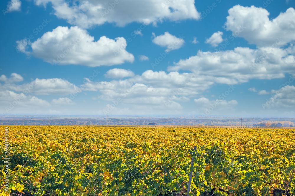 Vineyard landscape,sunny autumn day, agriculture Vineyard landscape,sunny autumn day, agriculture