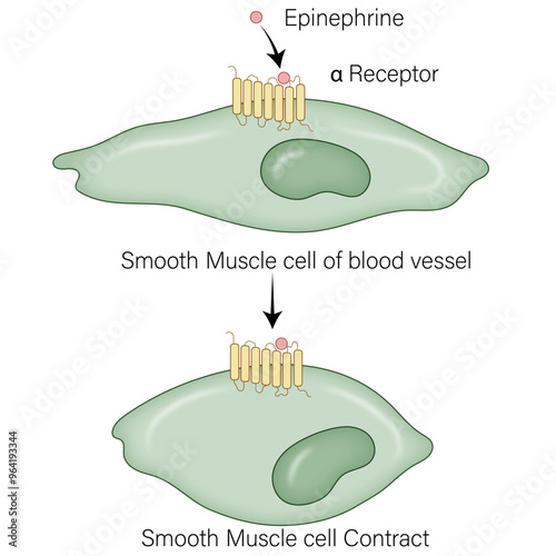 Smooth Muscle Cell Contraction Mechanism: Alpha Receptor Binding to Epinephrine and Its Role in Smooth Muscle Activation and Vasoconstriction