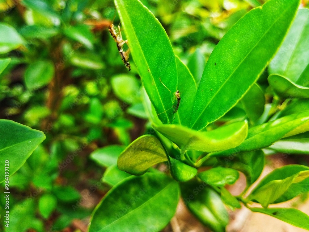Baby praying mantis sitting on a green leaf Baby praying mantis sitting on a green leaf
