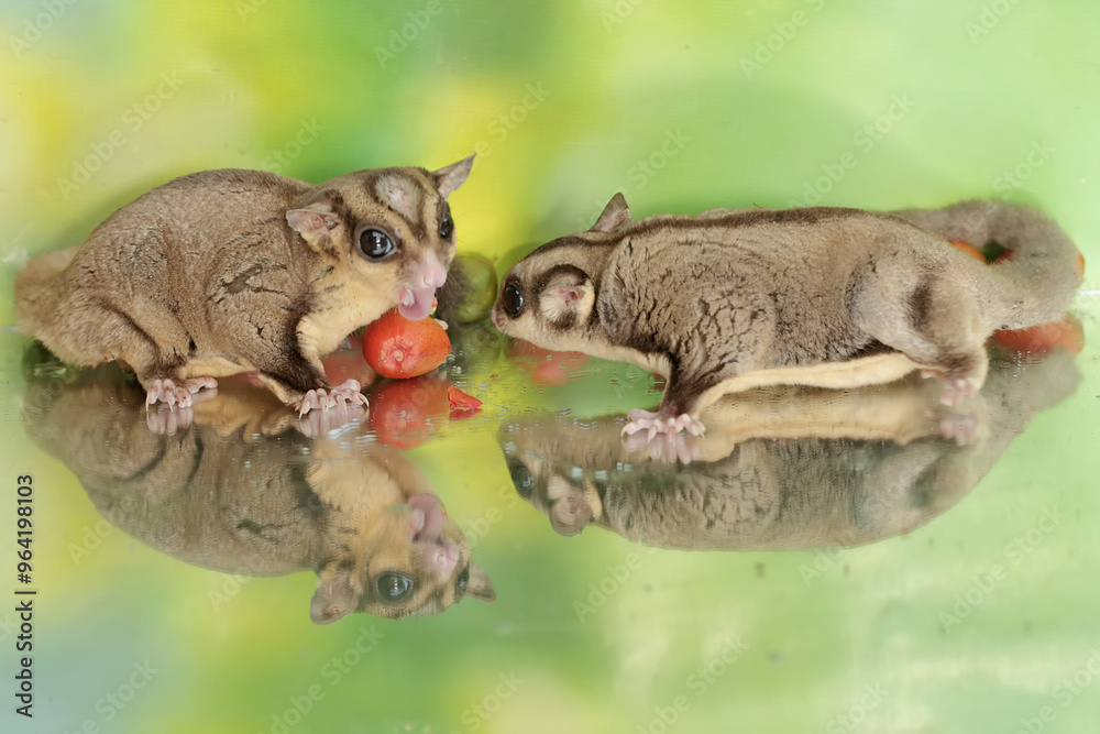 Obraz premium A pair of adult sugar gliders are eating a ripe peanut butter fruit that falls to the ground. This mammal has the scientific name Petaurus breviceps.