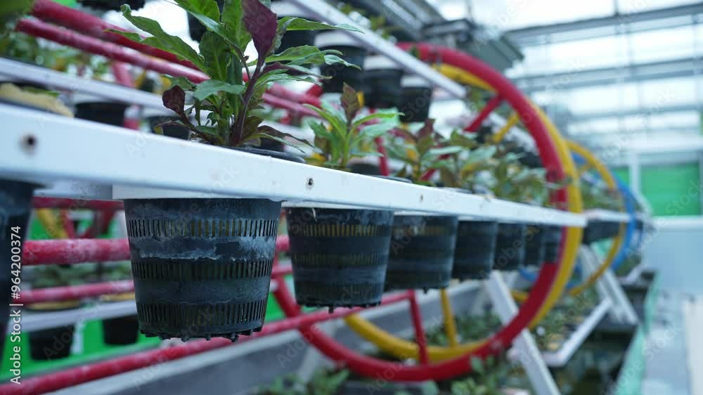 soilless culture with reel technology in vegetable greenhouse soilless culture with reel technology in vegetable greenhouse