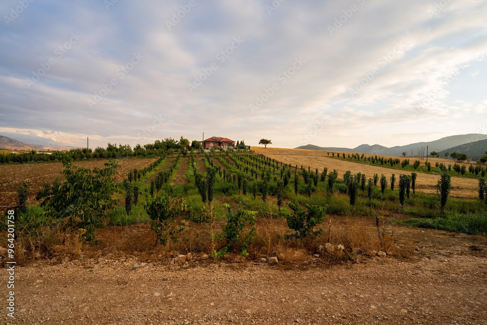 Scenic Vineyard Landscape with Rolling Hills in Turkey