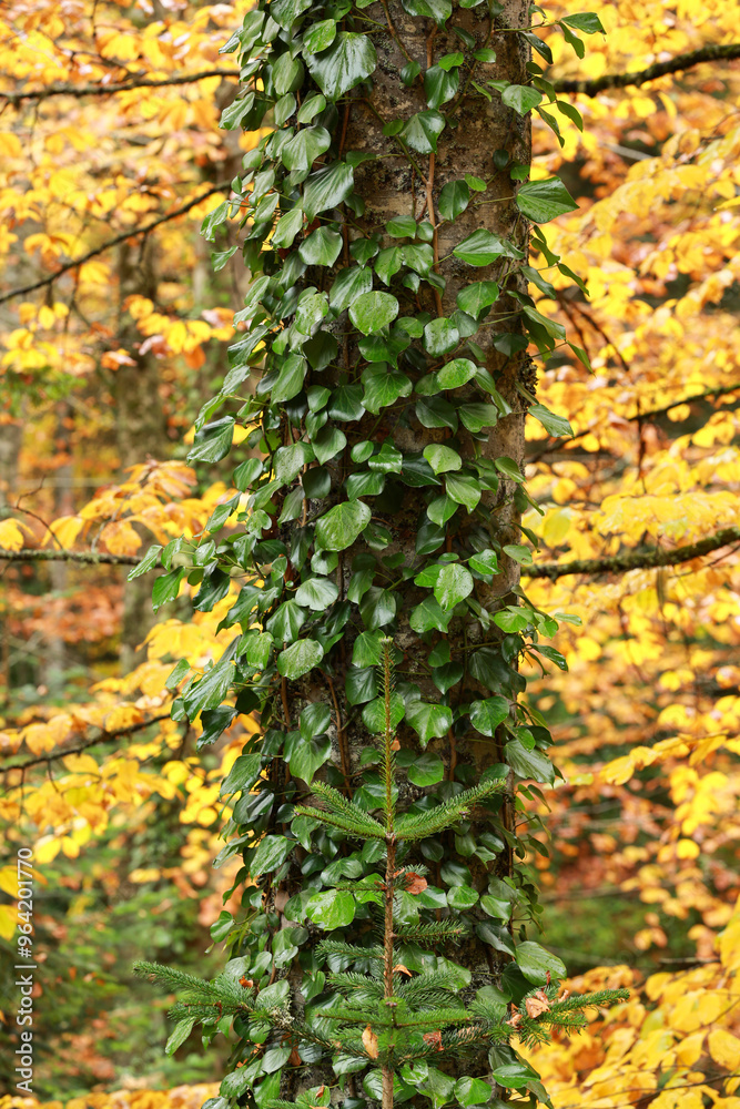 A magnificent forest full of trees decorated with autumn colors. A magnificent forest full of trees decorated with autumn colors.