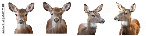 Portrait of a Deer isolated on transparent background