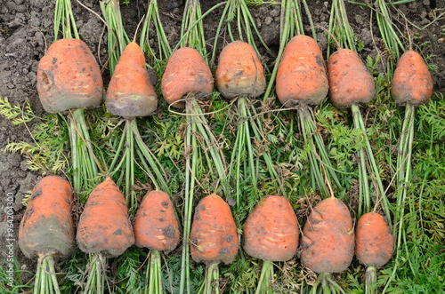 Fototapeta Naklejka Na Ścianę i Meble -  Daucus carota 'Daventure' , Carotte