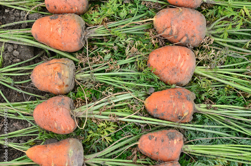 Fototapeta Naklejka Na Ścianę i Meble -  Daucus carota 'Daventure' , Carotte