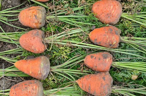 Fototapeta Naklejka Na Ścianę i Meble -  Daucus carota 'Daventure' , Carotte