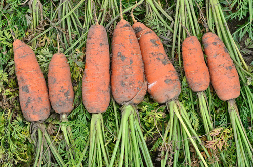 Fototapeta Naklejka Na Ścianę i Meble -  Daucus carota 'Courte hâtive de Hollande' , Carotte