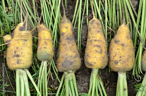 Fototapeta Naklejka Na Ścianę i Meble -  Daucus carota 'Yellow China' , Carotte