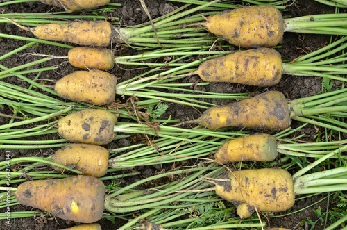 Fototapeta Naklejka Na Ścianę i Meble -  Daucus carota 'Yellow China' , Carotte