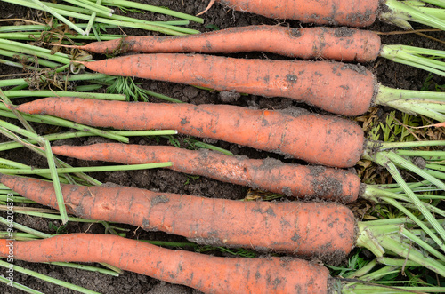 Fototapeta Naklejka Na Ścianę i Meble -  Daucus carota 'Imperator' , Carotte