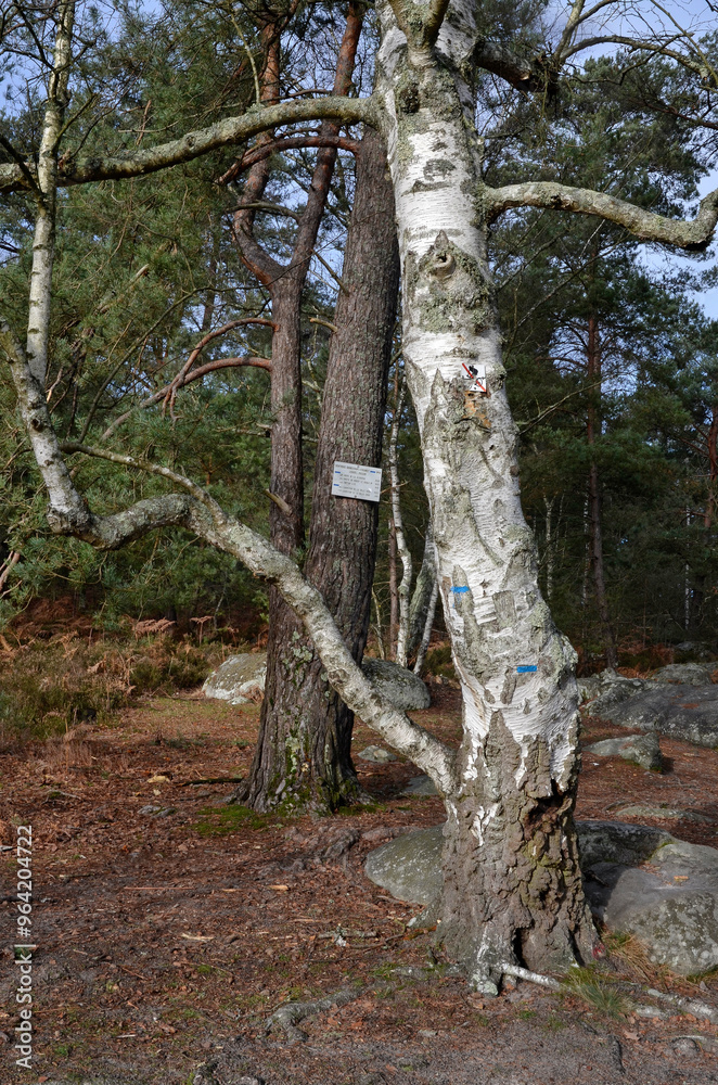 Fototapeta premium bouleau verruqueux, betula pendula, rochers, sentier Denecourt Colinet, Cabaret Masson, Forêt de Fontainebleau, region Ile de France, 77, Seine et Marne, France